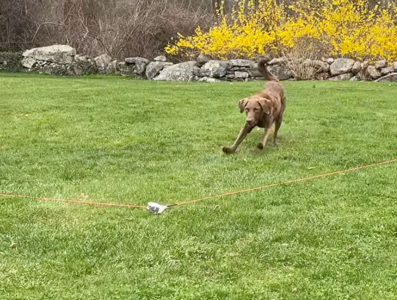 SwiftPaws Review: The Backyard Sport Your Dog Didn’t Know They Needed